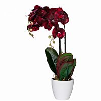 орхидея бордовая в горшке 58 см в Сочи
